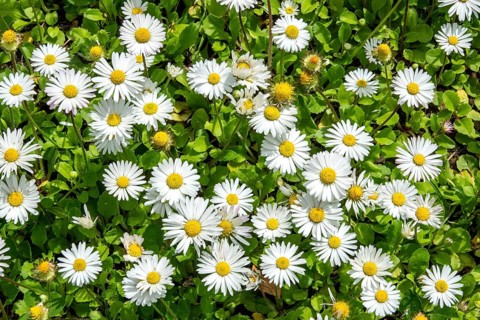 Daisy (Bellis perennis), flowering, Baden-Württemberg, Germany