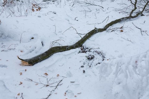 Forest path leads through trees thickly covered with snow and hoarfrost at Czorneboh, branches just