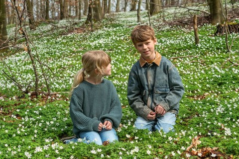 Two blond children, 6 and 8 years old, pick wood anemones (Anemone nemorosa) in spring in Ystad