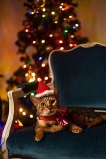 Toyger cat in Christmas decorations lies on an armchair
