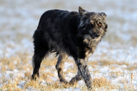 A dark dog walks through a snow-covered meadow