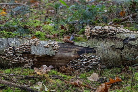 Shaggy layer mushroom (Stereum hirsutum) in the forest, Emsland, Lower Saxony, Germany
