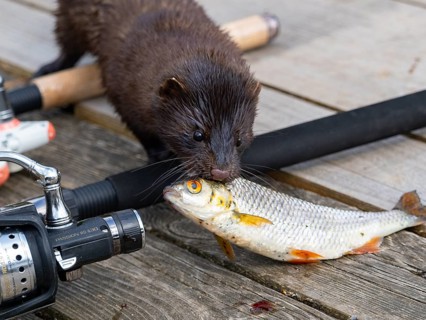 A mink steals a rudd