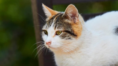 An attentive cat with tricoloured fur looks sideways into the distance in the greenery, Kalithea,
