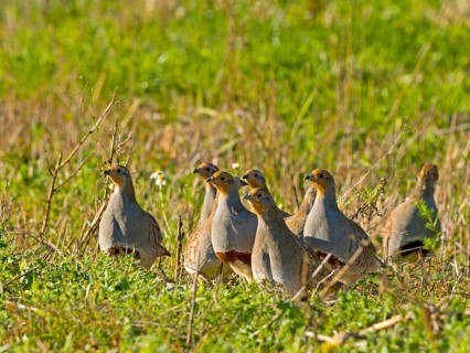 Gray partridges (Perdix perdix), family group (chain) on a fallow land, Solms, Hesse, Germany