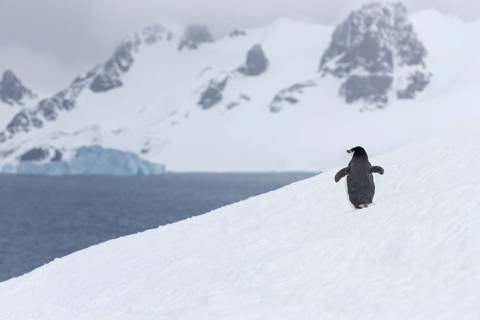 Chinstrap Penguin (Pygoscelis antarcticus), Antarctica