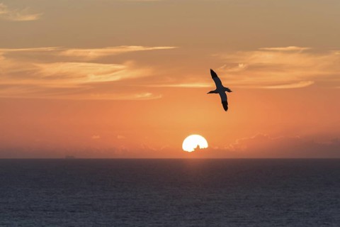 Northern Gannet (Morus bassanus) flying, Schleswig-Holstein, Germany