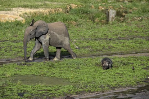 African forest elephant (Loxodonta cyclotis) and giant forest hog (Hylochoerus meinertzhageni) in