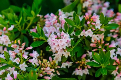 Dwarf Rhododendron Bloombux (Rhododendron micranthum Bloombux), new variety, pink flowers,