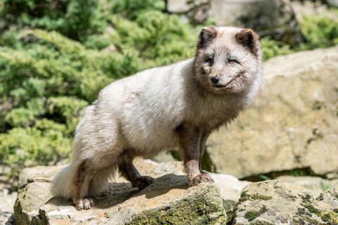 Arctic fox (Vulpes lagopus) or ice fox standing on a rock, Germany