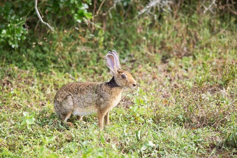 Black-necked hare or Indian hare (Lepus nigricollis) crouching in the grass in Yala Natioal Park,