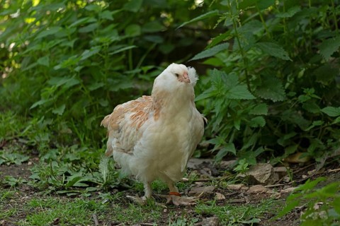 Pedigree chicken, Eime, Leinebergland, Lower Saxony, Germany