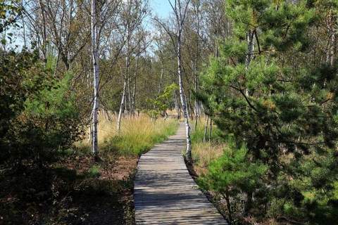 Educational trail and hiking trail, landscape in the Soos, moor, national nature reserve in the