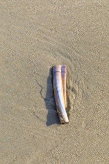 Sheath mussel (Ensis ensis) in the sand on the north beach of Norderney, Lower Saxony, Germany