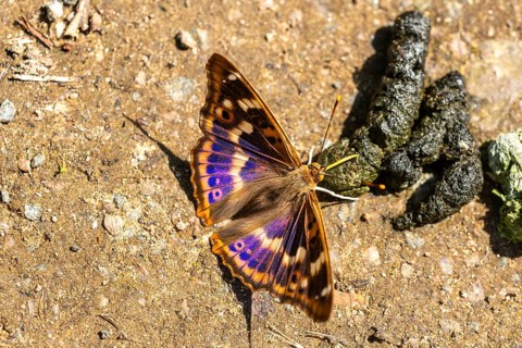 Lesser purple emperor (Apatura ilia), butterfly on excrement to absorb minerals