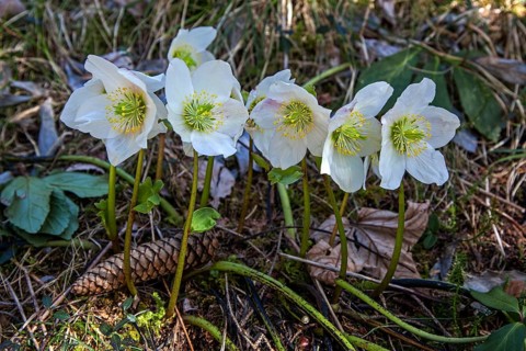 Snow rose (Helleborus niger), also known as Christmas rose or black hellebore, Hinterstein, Bad