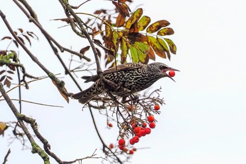 A starling (Sturnus vulgaris) eating rowan berries (Sorbus aucuparia) in autumn, Hesse, Germany