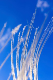 European feather grass (Stipa pennata) flowering at a clear blue sky in a low angle view