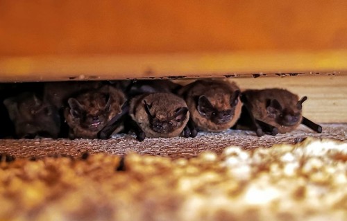 Zwergfledermaus (Pipistrellus pipistrellus) Wochenstube mit adulten und Jungtieren an Hauswand