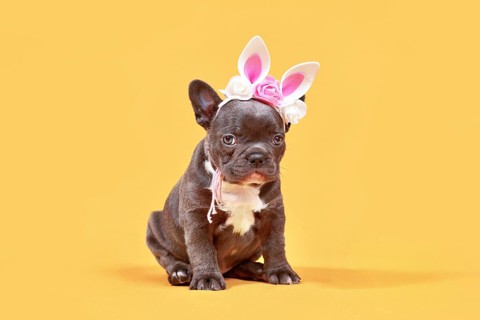 Black French Bulldog dog puppy with Easter ears on yellow background