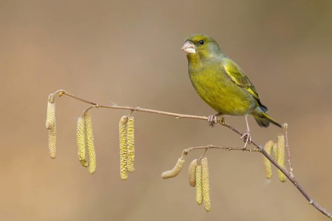 European Greenfinch (Chloris chloris) male perched on a branch, Poland