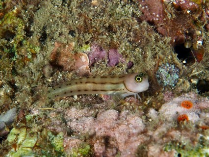 Small three-striped blenny (Ecsenius trilineatus), blenny, hiding between reef rocks and corals,