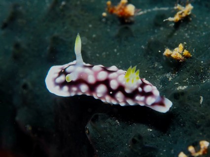 Nudibranch with white dots, Geometric Chromodoris (Goniobranchus geometricus), on a dark background
