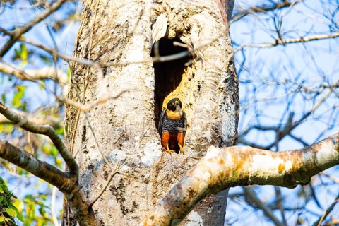 Bat Falcon (Falco rufigularis) Pantanal Brazil
