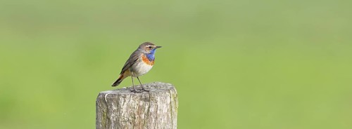 Bluethroat (Luscinia svecica cyanecula), male, on a pasture fence post, wildlife, Lembruch, Ochsen