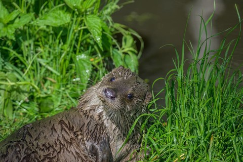 Young otter, UnterWasserReich, Schrems, Lower Austria, Austria