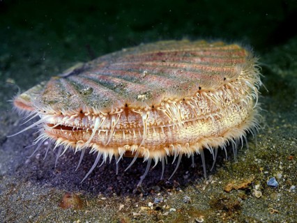 Scallop (Pecten maximus), underwater, in the water, dive site Renvyle, Co. Galway, Irish Sea, North