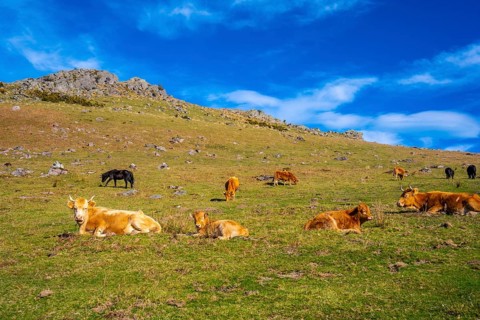 Free cows up on top of Mount Adarra in Guipuzcoa. Basque Country