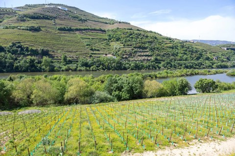Grapevines growing on land sloping down valley to River Douro, Resende, Portugal