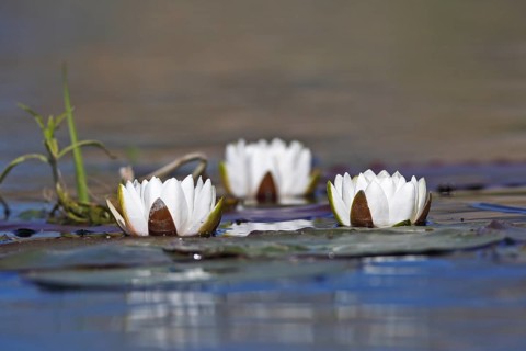 Water lily (Nymphaea alba), three flowers in the water, Peene Valley River Landscape Nature Park,