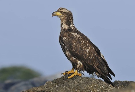Bald Eagle (Haliaeetus leucocephalus), British Columbia, Canada