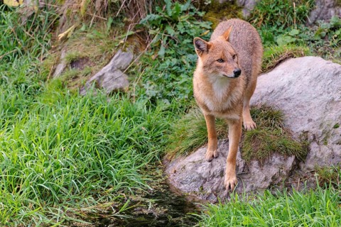 A golden jackal (Canis aureus) stands at a small puddle