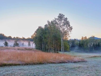 Early morning fog, Eigenried raised bog, Zugerberg, Canton Zug, Switzerland