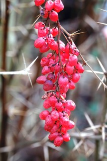 Berberis aggregata, winter, Germany