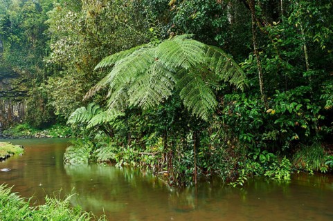 Landscape of the river from the Millaa Millaa Falls with Rough Tree Fern (Cyathea australis) in a
