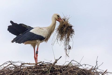 White stork (Ciconia ciconia) bringing nesting material to the nest, birds, Affenberg Salem,