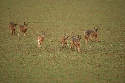European hare (Lepus europaeus) mating season, seven males chasing a female hare across the field,