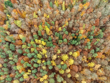 Aerial view, Top down view of a colourful autumn forest, Mixed forest, in autumn, Full size,