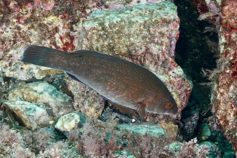 Brown, spotted fish, Ballan wrasse (Labrus bergylta), near rocks in the reef in the Mediterranean