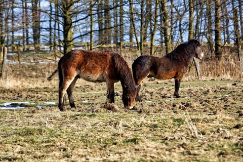 Two Exmoor ponies on winter pasture, Hutewald forest in the Solling-Vogler nature park Park,
