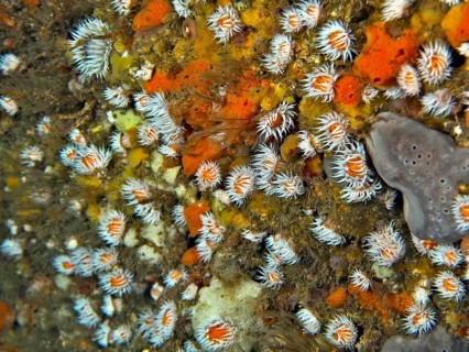 Colourful spiegeleianemone (Actinothoe sphyrodeta) and sea sponges cover a rock in the ocean. Dive