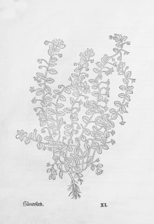 Field speedwell (Veronica agrestis), woodcut by Leonhart Fuchs, from New Kreüterbuch, neues