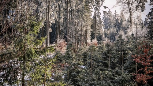Winter forest view with snow-covered trees and quiet atmosphere, winter hiking on the Rennsteig,