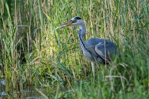 Grey Heron (Ardea cinerea) eating Common bleak (Alburnus alburnus), Mecklenburg-Western Pomerania,