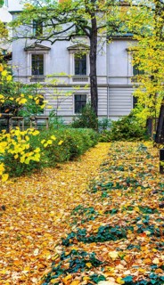 Autumn in the city, residential buildings on the grounds of the Sophienkirche in Berlin-Mitte,