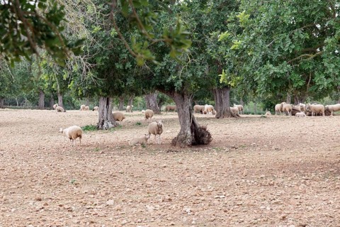 Majorca, landscape, sheep, olive tree, typical of the country, view of a flock of sheep in spring